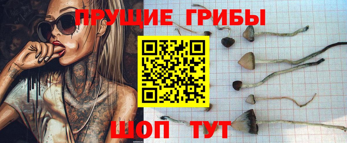 Псилоцибиновые грибы Psilocybe Ярославль